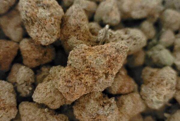 Kush Mintz