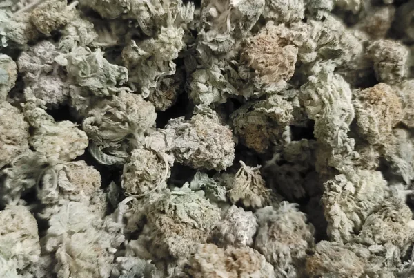 Marionberry kush