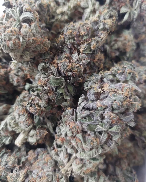Apple Fritter