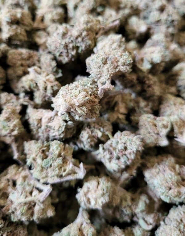 Skunk #1