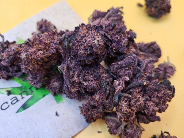 Black Domina