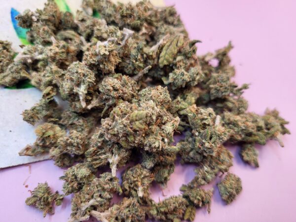 Black Domina (small buds)