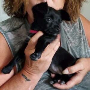 Profile photo of dreamscape920